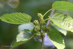 Morus alba